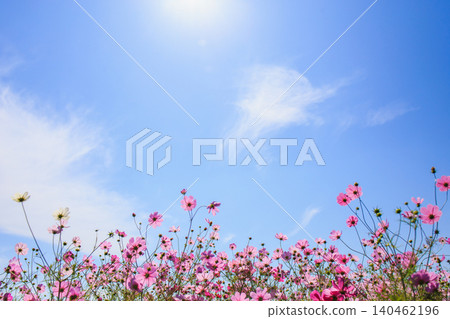 A soft photograph of pink cosmos flowers blooming against a blue sky. A soft photograph of pink cosmos flowers blooming against a blue sky. 140462196