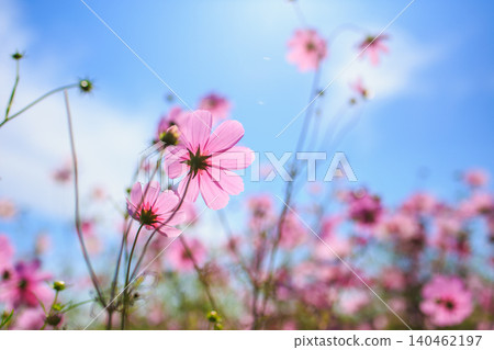 A soft photograph of pink cosmos flowers blooming against a blue sky. A soft photograph of pink cosmos flowers blooming against a blue sky. 140462197