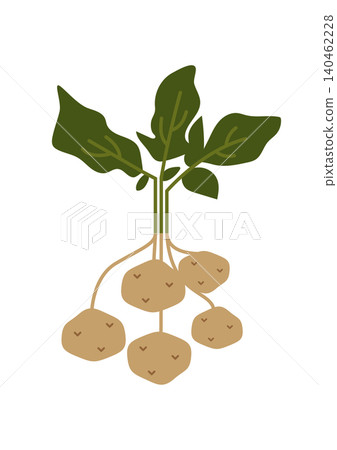 Illustration of harvesting potatoes Illustration of harvesting potatoes 140462228