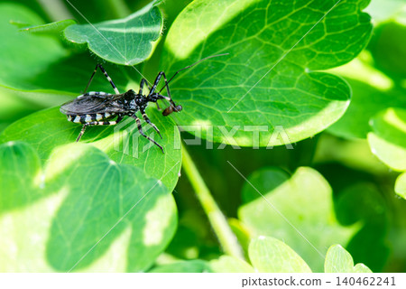 A striped assassin bug (a type of carnivorous bug) catches its prey on a leaf. A striped assassin bug (a type of carnivorous bug) catches its prey on a leaf. 140462241