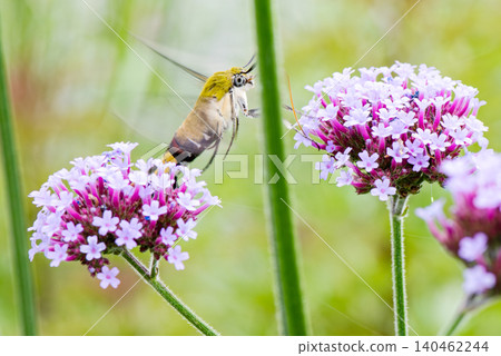 一隻蜂鳥鷹蛾懸停在粉紅色的花上，吸食花蜜。 140462244