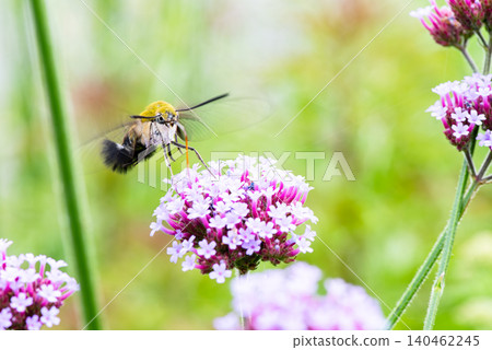 A hummingbird hawk-moth (Macroglossum stellatarum) hovers while sipping nectar from a flower. A hummingbird hawk-moth (Macroglossum stellatarum) hovers while sipping nectar from a flower. 140462245