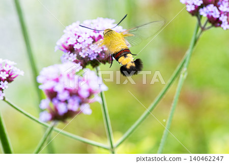 從後面可以看到一隻蜂鳥鷹蛾，它懸停在馬鞭草花上吸食花蜜。 140462247
