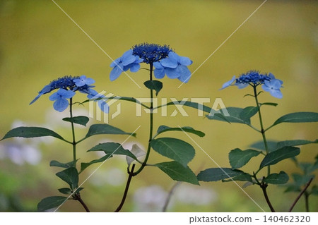 森花園的藍繡球花,六月,港區2449 森花園的藍繡球花,六月,港區2449 140462320