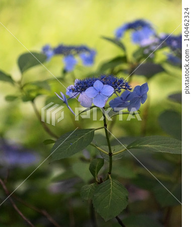 森花園的藍色繡球花,六月,港區2453 森花園的藍色繡球花,六月,港區2453 140462324