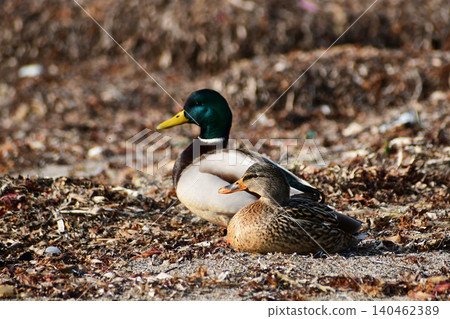 A pair of mallards sitting on the beach 140462389