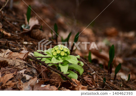 Butterbur sprouts growing on a slope Butterbur sprouts growing on a slope 140462393