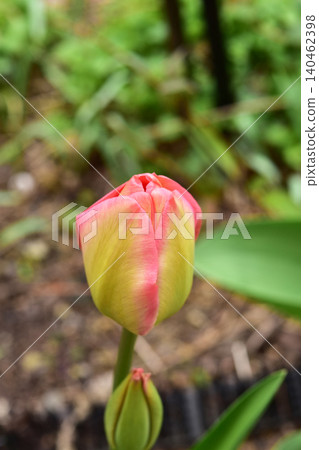 鬱金香花蕾即將綻放 鬱金香花蕾即將綻放 140462398
