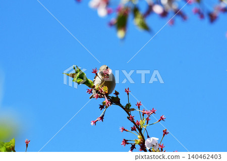 A Eurasian Tree Sparrow looking at me with a cherry blossom in its beak. A Eurasian Tree Sparrow looking at me with a cherry blossom in its beak. 140462403