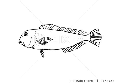 紅鯛魚(Akaamadai)插圖,一種海水魚的線條畫,風格類似野外指南。 紅鯛魚(Akaamadai)插圖,一種海水魚的線條畫,風格類似野外指南。 140462538