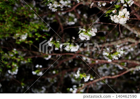 A spring scene adorned with cherry blossoms and branches at night. 140462590