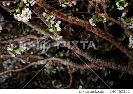 Cherry blossom branches and flowers illuminated at night Cherry blossom branches and flowers illuminated at night 140462591