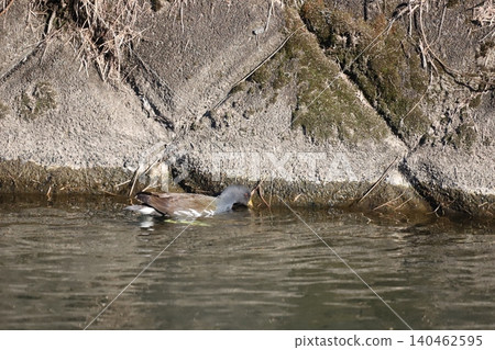 Van swimming in the river Van swimming in the river 140462595