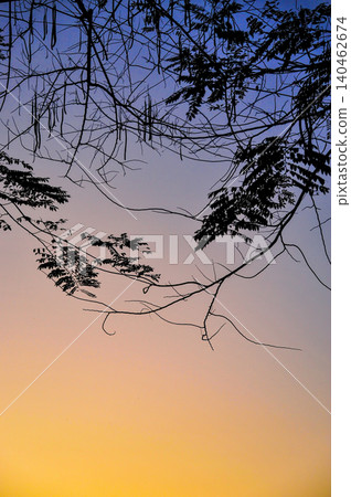 silhouette tree branches in twilight sky with graduated blue-orange color that looked scary and suited for halloween background or some horror picture in vertical scenephoto with gain and noise silhouette tree branches in twilight sky with graduated blue-orange color that looked scary and suited for halloween background or some horror picture in vertical scenephoto with gain and noise 140462674