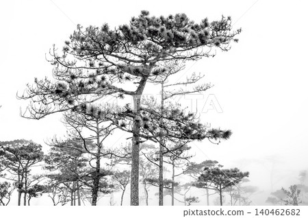 a back-and-white photograph of pine wood with the foggy scene in the evening before sunset after a heavy rain a back-and-white photograph of pine wood with the foggy scene in the evening before sunset after a heavy rain 140462682