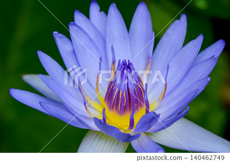purple water illy, violet lotus flower with yellow pollen covered by small droplets of rain with green pad and small puddle in background purple water illy, violet lotus flower with yellow pollen covered by small droplets of rain with green pad and small puddle in background 140462749