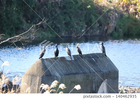 A cormorant perched on a river dam A cormorant perched on a river dam 140462935