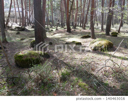 forest, fresh verdure, tender green 140463016