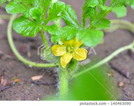 Watermelon flowers wet with rain; yellow summer vegetable flowers blooming in a home garden; macro photography. Watermelon flowers wet with rain; yellow summer vegetable flowers blooming in a home garden; macro photography. 140463090