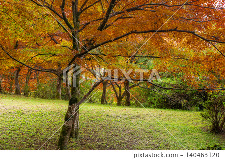 Photographing the autumn foliage at Kogenji Temple in Tanba City, Hyogo Prefecture, one of the three famous autumn foliage spots in Tanba. Photographing the autumn foliage at Kogenji Temple in Tanba City, Hyogo Prefecture, one of the three famous autumn foliage spots in Tanba. 140463120