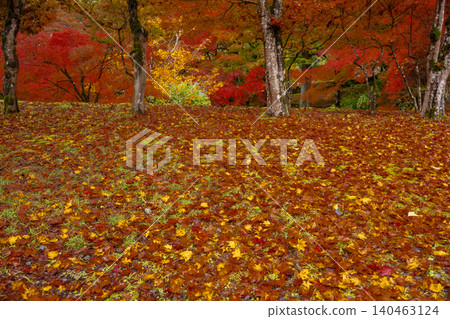 Photographing the autumn foliage at Kogenji Temple in Tanba City, Hyogo Prefecture, one of the three famous autumn foliage spots in Tanba. 140463124