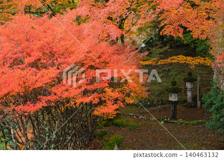 Photographing the autumn foliage at Kogenji Temple in Tanba City, Hyogo Prefecture, one of the three famous autumn foliage spots in Tanba. Photographing the autumn foliage at Kogenji Temple in Tanba City, Hyogo Prefecture, one of the three famous autumn foliage spots in Tanba. 140463132