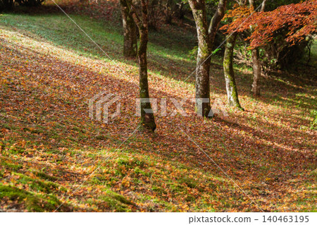 Photographing the autumn foliage at Kogenji Temple in Tanba City, Hyogo Prefecture, one of the three famous autumn foliage spots in Tanba. Photographing the autumn foliage at Kogenji Temple in Tanba City, Hyogo Prefecture, one of the three famous autumn foliage spots in Tanba. 140463195