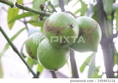 Garcinia xanthochymus, false mangosteen, gamboge, yellow mangosteen plant Garcinia xanthochymus, false mangosteen, gamboge, yellow mangosteen plant 140463218
