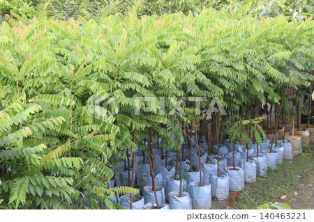 Averrhoa bilimbi tree plant on farm Averrhoa bilimbi tree plant on farm 140463221
