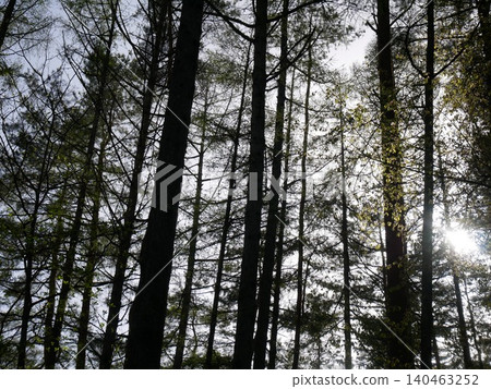 Feel the breath of the forest. A quiet forest path enveloped in fresh greenery, with sunlight filtering gently through the trees. Feel the breath of the forest. A quiet forest path enveloped in fresh greenery, with sunlight filtering gently through the trees. 140463252