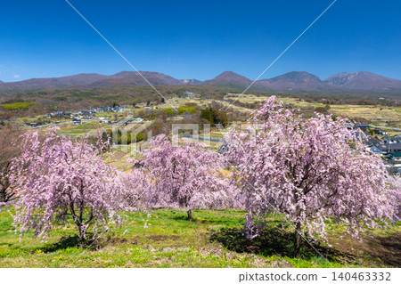 飯綱山公園是長野縣小諸市諸東坊著名的賞櫻勝地,從其高聳的山坡上可以眺望淺間山和高峰山,小諸八重紅落櫻花和其他品種的櫻花在這裡盛開。 飯綱山公園是長野縣小諸市諸東坊著名的賞櫻勝地,從其高聳的山坡上可以眺望淺間山和高峰山,小諸八重紅落櫻花和其他品種的櫻花在這裡盛開。 140463332