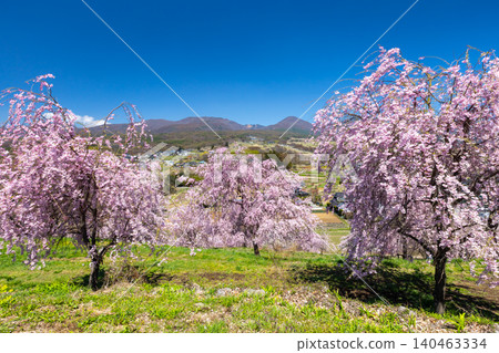 Iizunayama Park, a famous cherry blossom viewing spot in Morohigashibo, Komoro City, Nagano Prefecture, offers views of Mount Asama and Mount Takamine from its elevated slopes, where Komoro Yaebenishidare cherry blossoms and other varieties bloom. Iizunayama Park, a famous cherry blossom viewing spot in Morohigashibo, Komoro City, Nagano Prefecture, offers views of Mount Asama and Mount Takamine from its elevated slopes, where Komoro Yaebenishidare cherry blossoms and other varieties bloom. 140463334