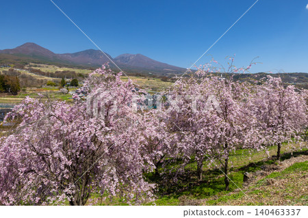 飯綱山公園是長野縣小諸市諸東坊著名的賞櫻勝地，從其高聳的山坡上可以眺望淺間山和高峰山，小諸八重紅落櫻花和其他品種的櫻花在這裡盛開。 140463337