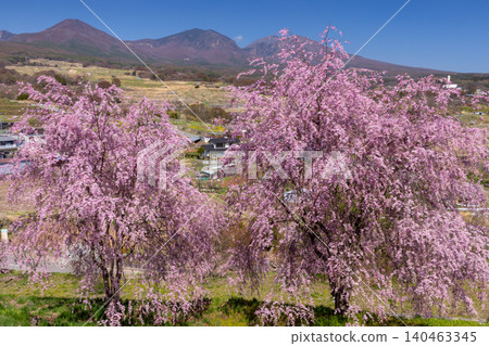 飯綱山公園是長野縣小諸市諸東坊著名的賞櫻勝地,從其高聳的山坡上可以眺望淺間山和高峰山,小諸八重紅落櫻花和其他品種的櫻花在這裡盛開。 飯綱山公園是長野縣小諸市諸東坊著名的賞櫻勝地,從其高聳的山坡上可以眺望淺間山和高峰山,小諸八重紅落櫻花和其他品種的櫻花在這裡盛開。 140463345