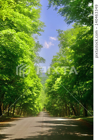 觀音直道兩旁楓樹成蔭的街道(長野縣千野市) 觀音直道兩旁楓樹成蔭的街道(長野縣千野市) 140463349