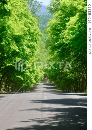 觀音直道兩旁楓樹成蔭的街道(長野縣千野市) 觀音直道兩旁楓樹成蔭的街道(長野縣千野市) 140463350