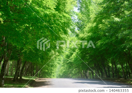 Maple tree-lined street at Kannon Straight (Chino City, Nagano Prefecture) Maple tree-lined street at Kannon Straight (Chino City, Nagano Prefecture) 140463355