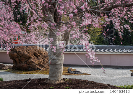 I photographed the cherry blossoms in full bloom at Shōhōji Temple in Nishikyō Ward, Kyoto City, in the height of spring. I photographed the cherry blossoms in full bloom at Shōhōji Temple in Nishikyō Ward, Kyoto City, in the height of spring. 140463413