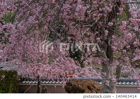 I photographed the cherry blossoms in full bloom at Shōhōji Temple in Nishikyō Ward, Kyoto City, in the height of spring. I photographed the cherry blossoms in full bloom at Shōhōji Temple in Nishikyō Ward, Kyoto City, in the height of spring. 140463414