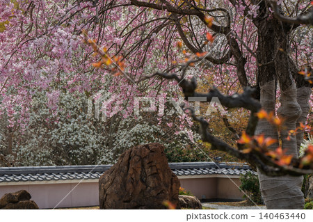 I photographed the cherry blossoms in full bloom at Shōhōji Temple in Nishikyō Ward, Kyoto City, in the height of spring. I photographed the cherry blossoms in full bloom at Shōhōji Temple in Nishikyō Ward, Kyoto City, in the height of spring. 140463440