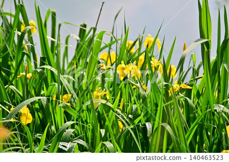 A cluster of yellow grasses blooming by the water's edge A cluster of yellow grasses blooming by the water's edge 140463523
