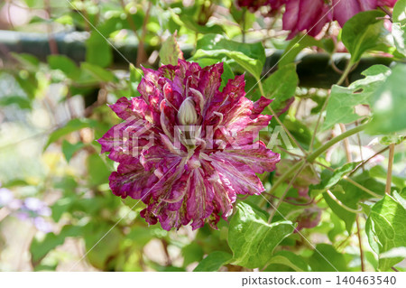 The queen of vines. Clematis 'Flower Flame' with its pink petals [a fantastical flower] 140463540