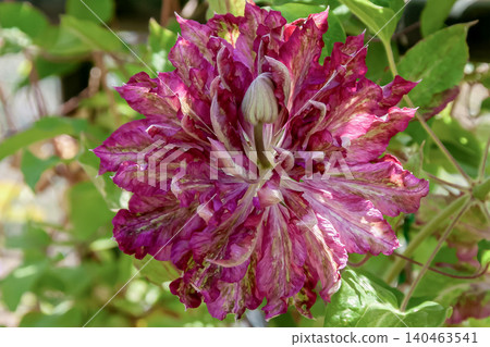 The queen of vines. Clematis 'Flower Flame' with its pink petals [a fantastical flower] 140463541