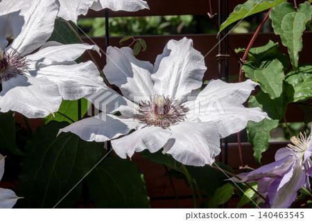 白籽花,鐵線蓮(毛茛科) 白籽花,鐵線蓮(毛茛科) 140463545