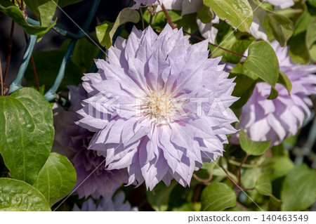 花瓣呈淡紫藤色的鐵線蓮,“沃金美人” 花瓣呈淡紫藤色的鐵線蓮,“沃金美人” 140463549