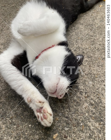 Sexy sleeping cat Sexy sleeping cat 140463603