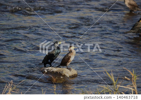Two cormorants resting on a rock 140463718