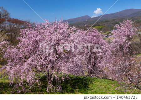 Iizunayama Park, a famous cherry blossom viewing spot in Morohigashibo, Komoro City, Nagano Prefecture, offers views of Mount Asama and Mount Takamine from its elevated slopes, where Komoro Yaebenishidare cherry blossoms and other varieties bloom. Iizunayama Park, a famous cherry blossom viewing spot in Morohigashibo, Komoro City, Nagano Prefecture, offers views of Mount Asama and Mount Takamine from its elevated slopes, where Komoro Yaebenishidare cherry blossoms and other varieties bloom. 140463725