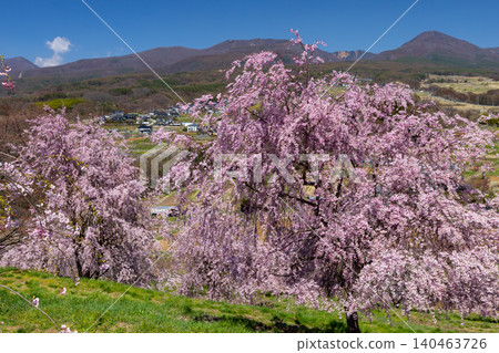 Iizunayama Park, a famous cherry blossom viewing spot in Morohigashibo, Komoro City, Nagano Prefecture, offers views of Mount Asama and Mount Takamine from its elevated slopes, where Komoro Yaebenishidare cherry blossoms and other varieties bloom. Iizunayama Park, a famous cherry blossom viewing spot in Morohigashibo, Komoro City, Nagano Prefecture, offers views of Mount Asama and Mount Takamine from its elevated slopes, where Komoro Yaebenishidare cherry blossoms and other varieties bloom. 140463726
