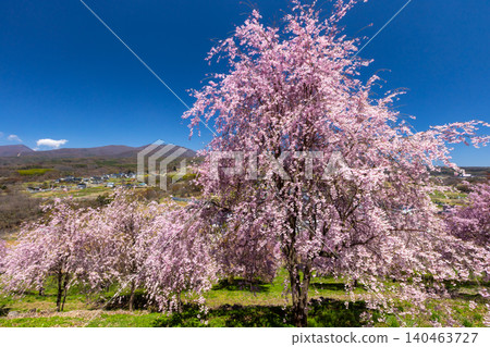 Iizunayama Park, a famous cherry blossom viewing spot in Morohigashibo, Komoro City, Nagano Prefecture, offers views of Mount Asama and Mount Takamine from its elevated slopes, where Komoro Yaebenishidare cherry blossoms and other varieties bloom. Iizunayama Park, a famous cherry blossom viewing spot in Morohigashibo, Komoro City, Nagano Prefecture, offers views of Mount Asama and Mount Takamine from its elevated slopes, where Komoro Yaebenishidare cherry blossoms and other varieties bloom. 140463727
